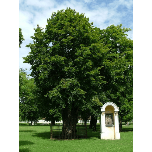 Kalvária – obrázok 7