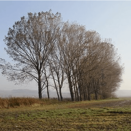 Buková - Zamokrené lúky – obrázok 2