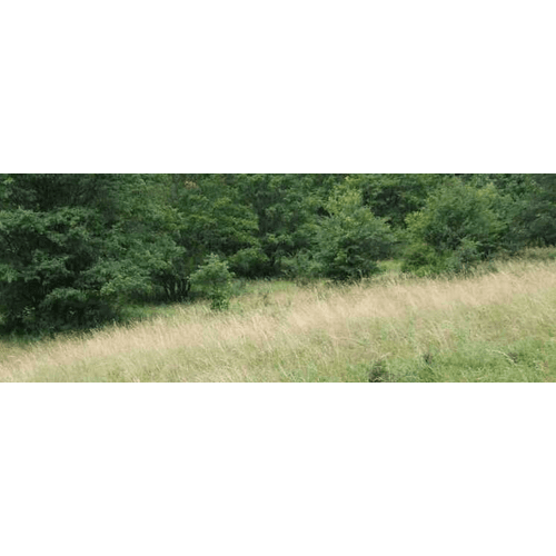 Buková - Zamokrené lúky – obrázok 3