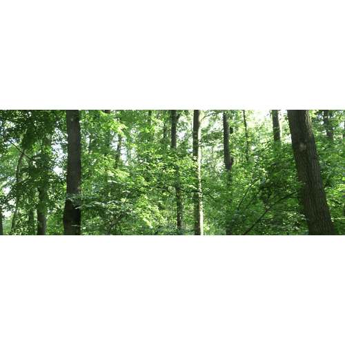 Les Katarína – obrázok 4