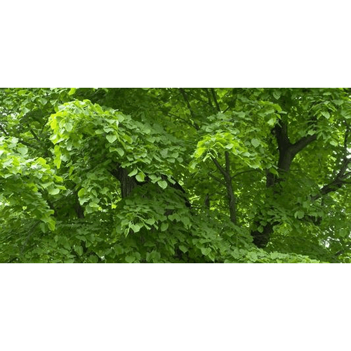 Lipy pri kalvárii – obrázok 3