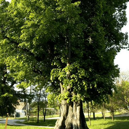 Lipa pri Kostole v Smoleniciach – obrázok 2