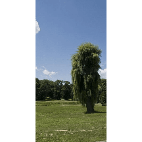 Park pri Kaštieli v Dolnej Krupej – obrázok 4