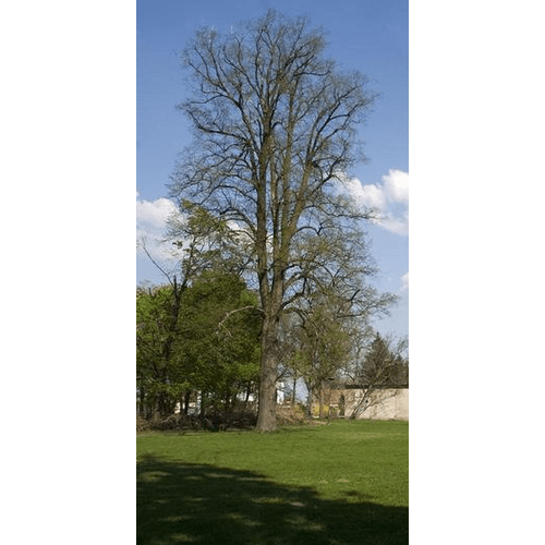 Park pri Kaštieli vo Voderadoch – obrázok 4